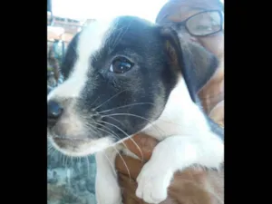 Cachorro raça SRD idade Abaixo de 2 meses nome Sem.nome