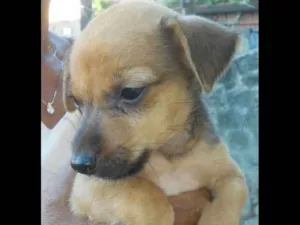 Cachorro raça SRD idade Abaixo de 2 meses nome Sem nome