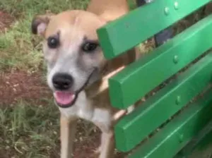 Cachorro raça srd idade 2 anos nome Hachi ??