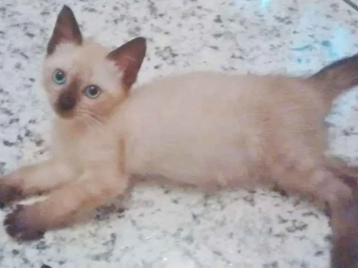 Gato ra a MIX DE SIAMÊS idade 2 a 6 meses nome ELISA