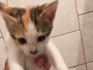 Gato raça Vira-Lata idade 2 a 6 meses nome sem nome