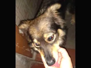 Cachorro raça SRD idade 7 a 11 meses nome nao sei