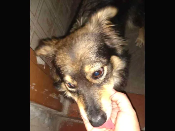 Cachorro ra a SRD idade 7 a 11 meses nome nao sei