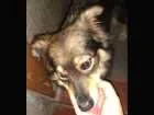 Cachorro raça SRD idade 7 a 11 meses nome nao sei