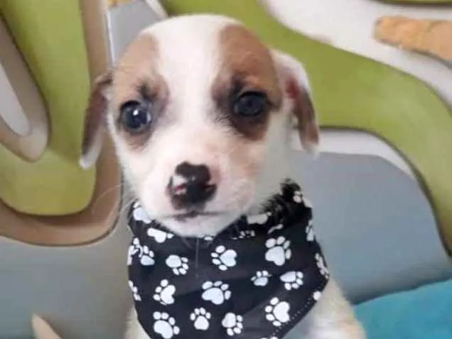 Cachorro ra a SRD idade 2 a 6 meses nome BEBETO