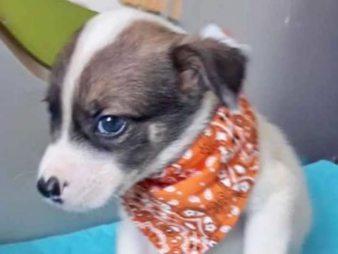 Cachorro ra a SRD idade 2 a 6 meses nome ESTÉFANO