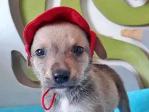 Cachorro raça SRD idade 2 a 6 meses nome MIGUELZINHO