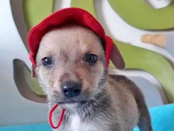 Cachorro ra a SRD idade 2 a 6 meses nome MIGUELZINHO