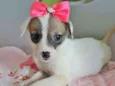 LOLA