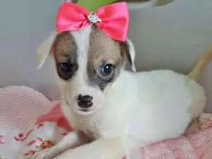 Cachorro raça SRD idade  nome LOLA