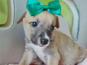 Cachorro raça SRD idade 2 a 6 meses nome ESMERALDA