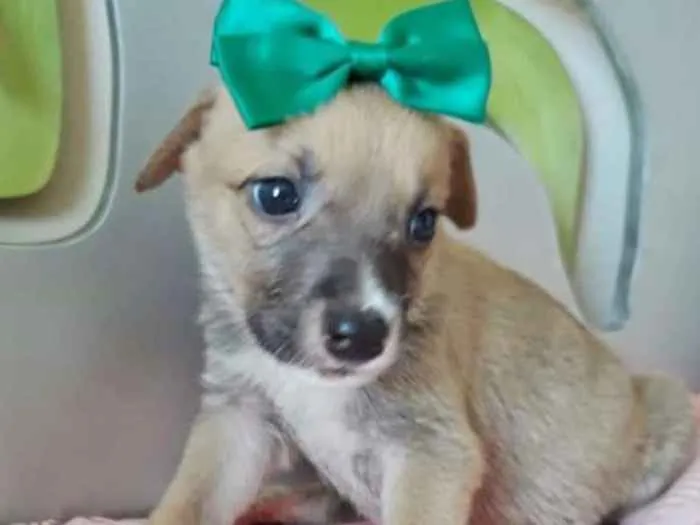 Cachorro ra a SRD idade 2 a 6 meses nome ESMERALDA