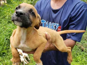 Cachorro raça Boxer/Vira-lata idade 2 a 6 meses nome Filhotinhos
