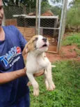 Filhotinhos