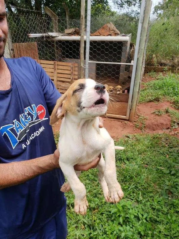 Cachorro raça Boxer/Vira-lata idade 2 a 6 meses nome Filhotinhos