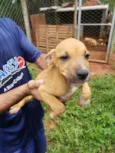 Filhotinhos