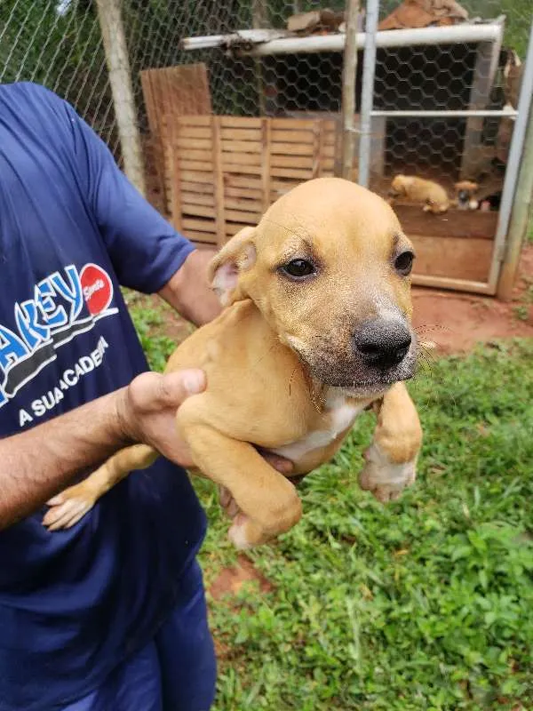 Cachorro raça Boxer/Vira-lata idade 2 a 6 meses nome Filhotinhos
