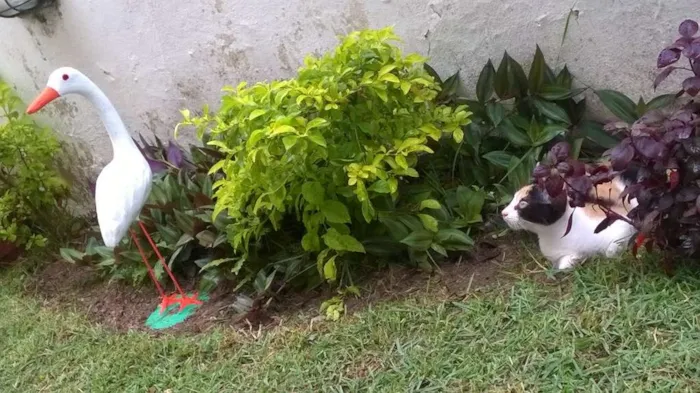 Gato ra a indefinida idade 2 a 6 meses nome três cores