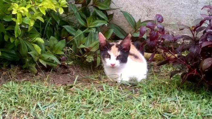 Gato ra a indefinida idade 2 a 6 meses nome três cores