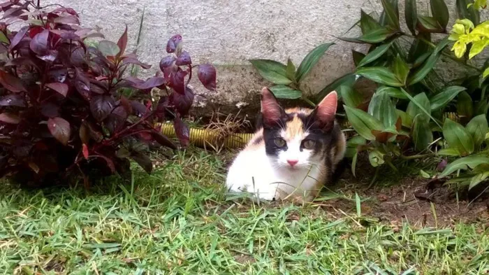 Gato ra a indefinida idade 2 a 6 meses nome três cores