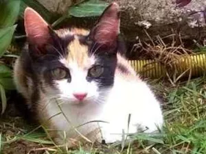 Gato raça indefinida idade 2 a 6 meses nome três cores