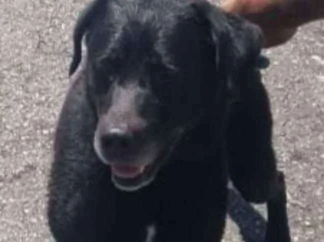 Cachorro ra a Labrador idade 6 ou mais anos nome Scott