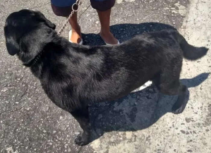 Cachorro ra a Labrador idade 6 ou mais anos nome Scott