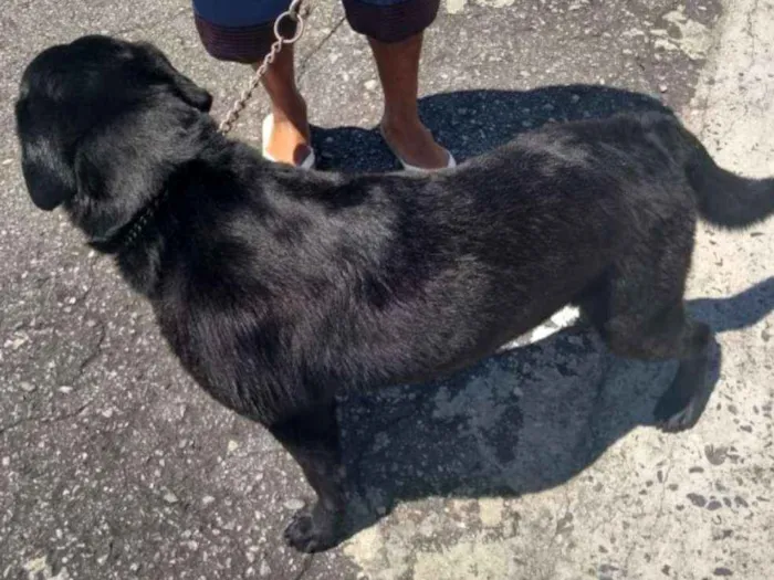 Cachorro ra a Labrador idade 6 ou mais anos nome Scott