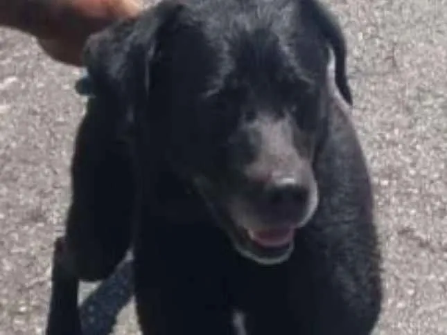 Cachorro ra a Labrador idade 6 ou mais anos nome Scott