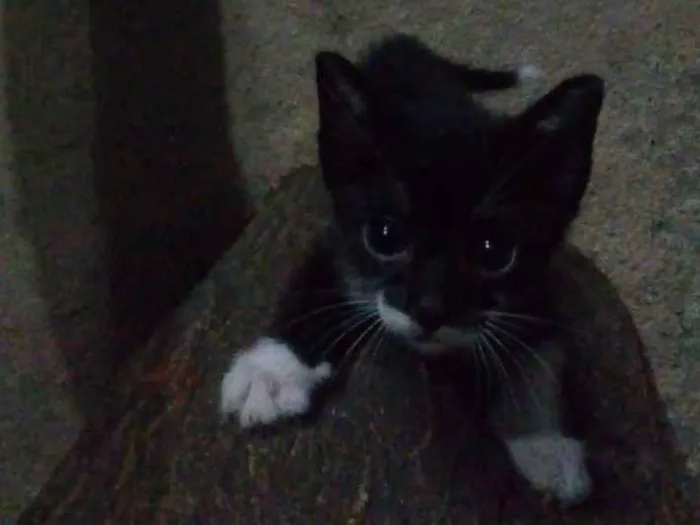 Gato ra a  idade Abaixo de 2 meses nome sem nome