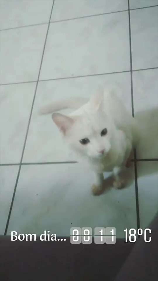 Gato ra a Não sei idade 1 ano nome Filho