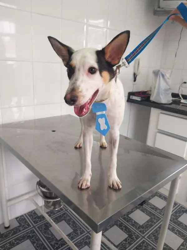 Cachorro ra a SRD idade 7 a 11 meses nome Luck