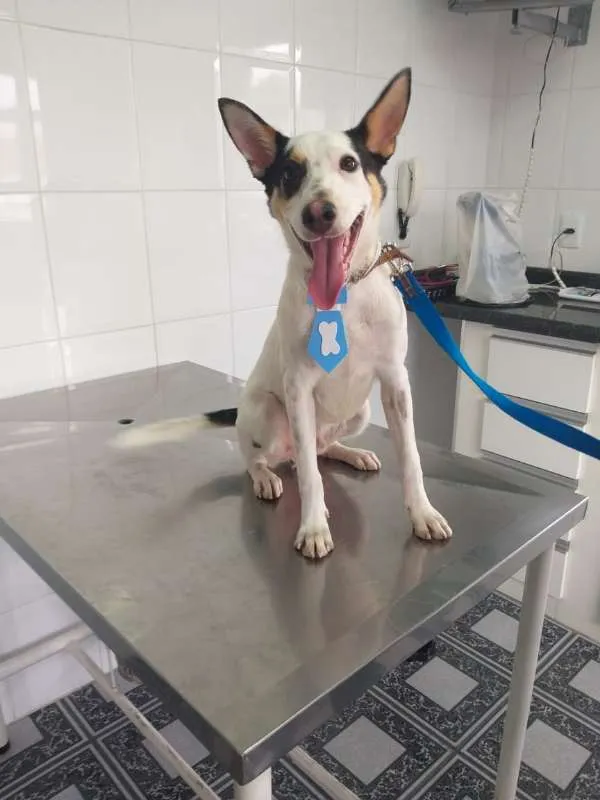 Cachorro ra a SRD idade 7 a 11 meses nome Luck