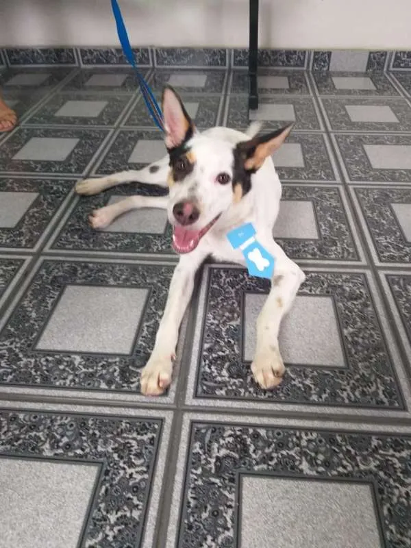 Cachorro ra a SRD idade 7 a 11 meses nome Luck