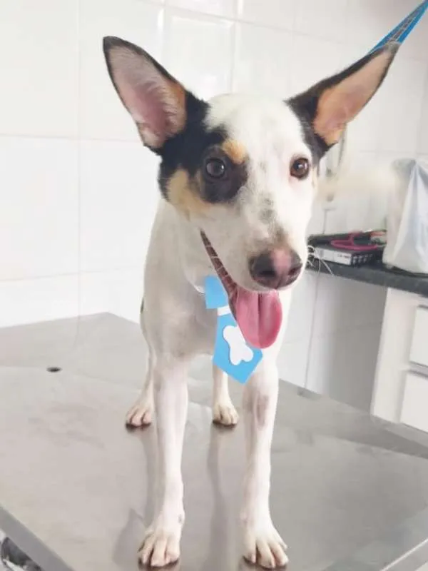 Cachorro ra a SRD idade 7 a 11 meses nome Luck