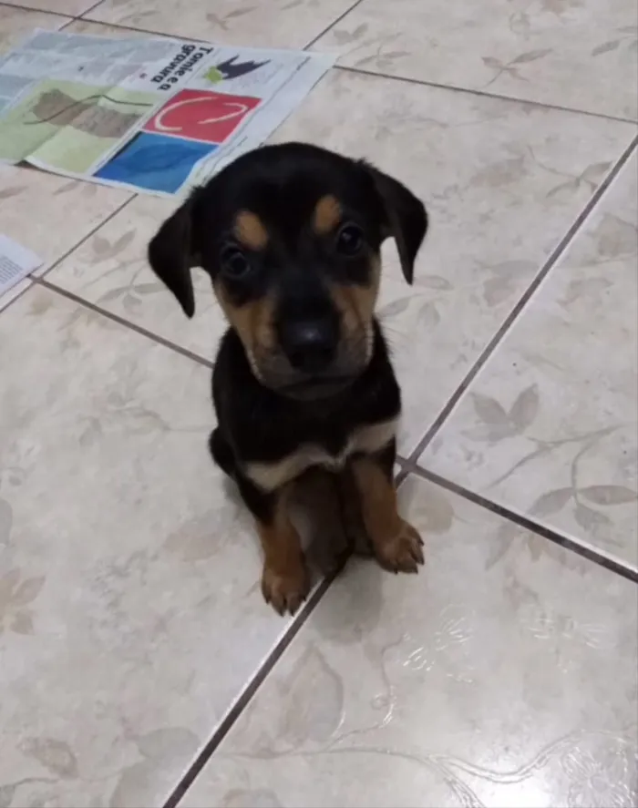 Cachorro ra a SRD idade 2 a 6 meses nome Bia, Lua e Estrela 