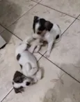 Bia, Lua e Estrela 