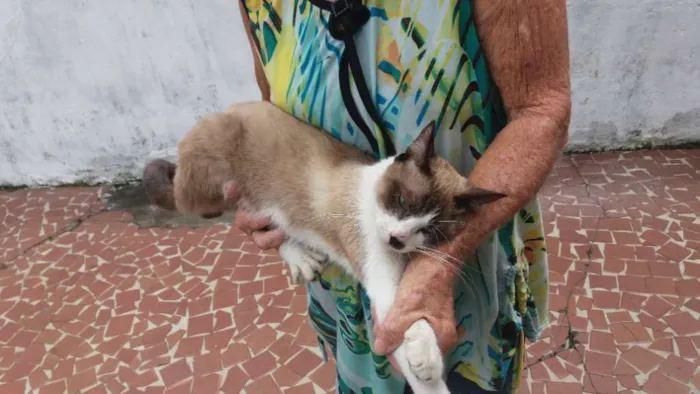 Gato ra a Não sei  idade  nome Chamo de Tonico