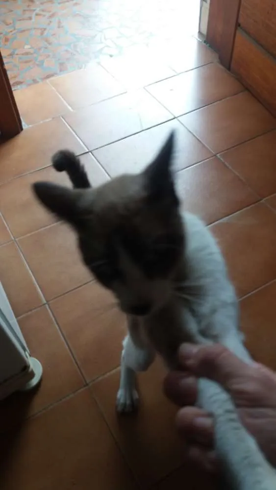 Gato ra a Não sei  idade  nome Chamo de Tonico