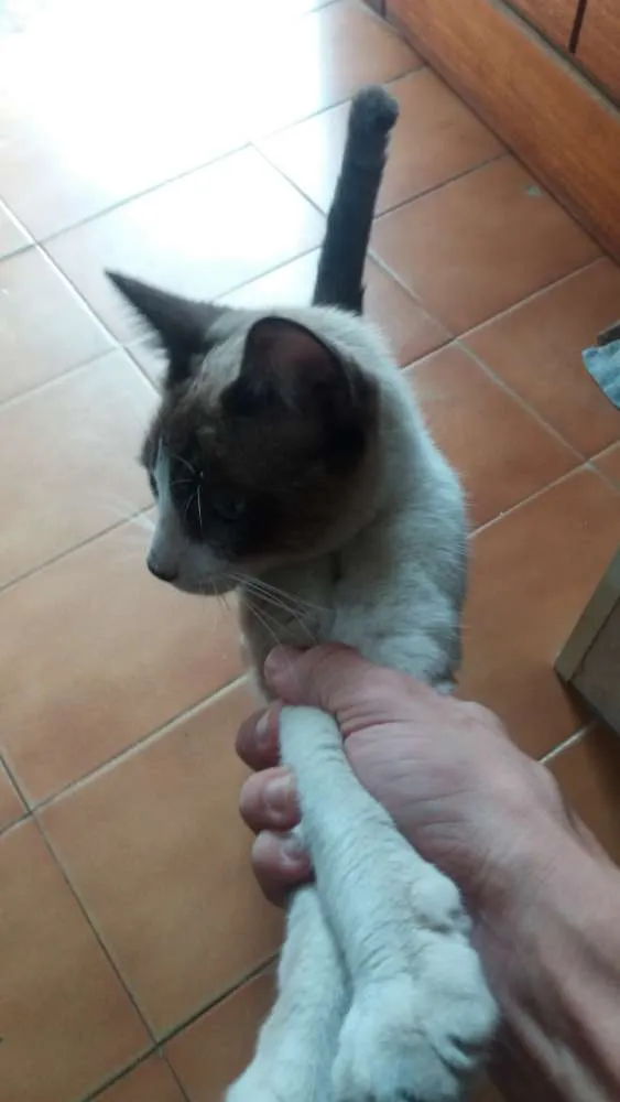 Gato ra a Não sei  idade  nome Chamo de Tonico