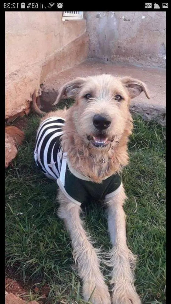Cachorro ra a Irish wolfhound idade 1 ano nome Hector