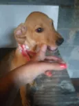 Romeu e Julieta