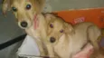 Romeu e Julieta