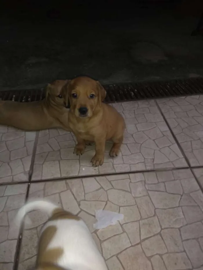 Cachorro ra a SRD idade Abaixo de 2 meses nome Ainda não tem