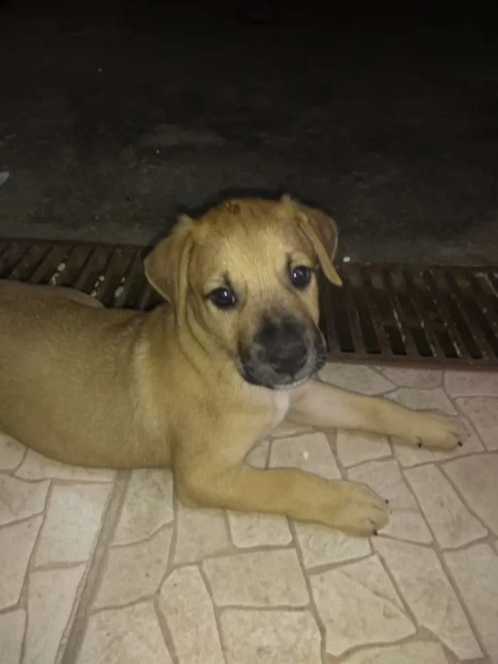 Cachorro ra a SRD idade Abaixo de 2 meses nome Ainda não tem