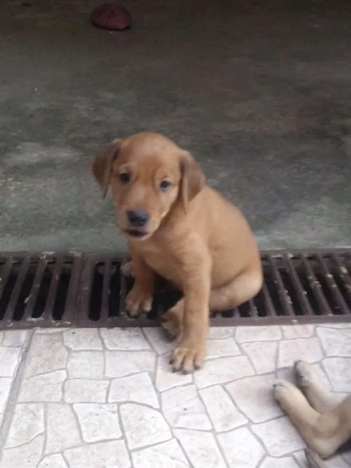 Cachorro ra a SRD idade Abaixo de 2 meses nome Ainda não tem