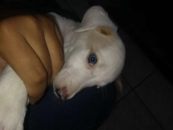 Cachorro ra a SRD idade Abaixo de 2 meses nome Ainda não tem