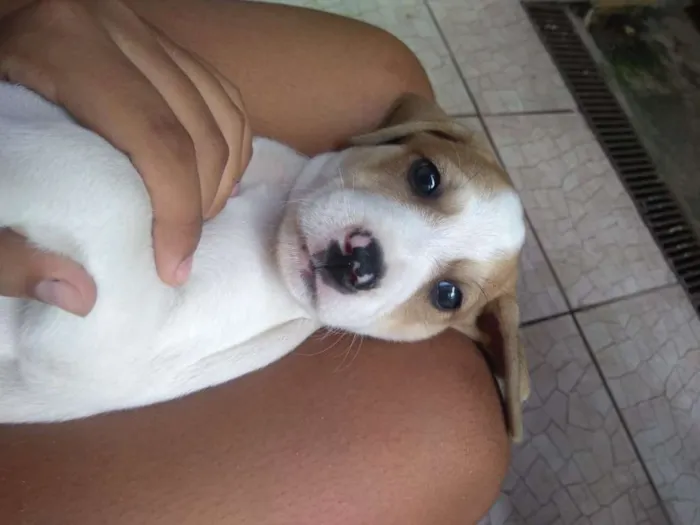 Cachorro ra a SRD idade Abaixo de 2 meses nome Ainda não tem