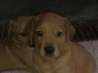 Cachorro ra a SRD idade Abaixo de 2 meses nome Ainda não tem