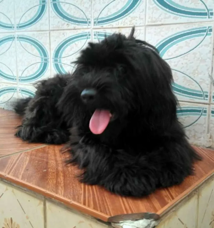 Cachorro ra a SRD idade 7 a 11 meses nome Lua